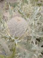 Cirsium cephalotes Boiss.的圖片