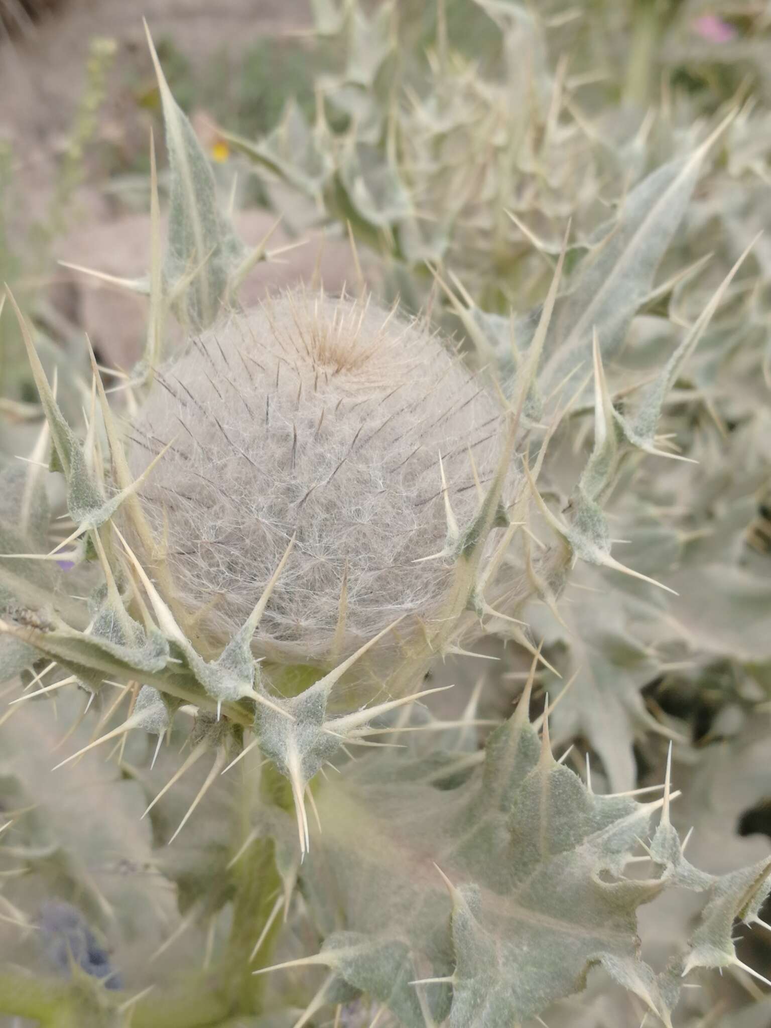 Cirsium cephalotes Boiss.的圖片