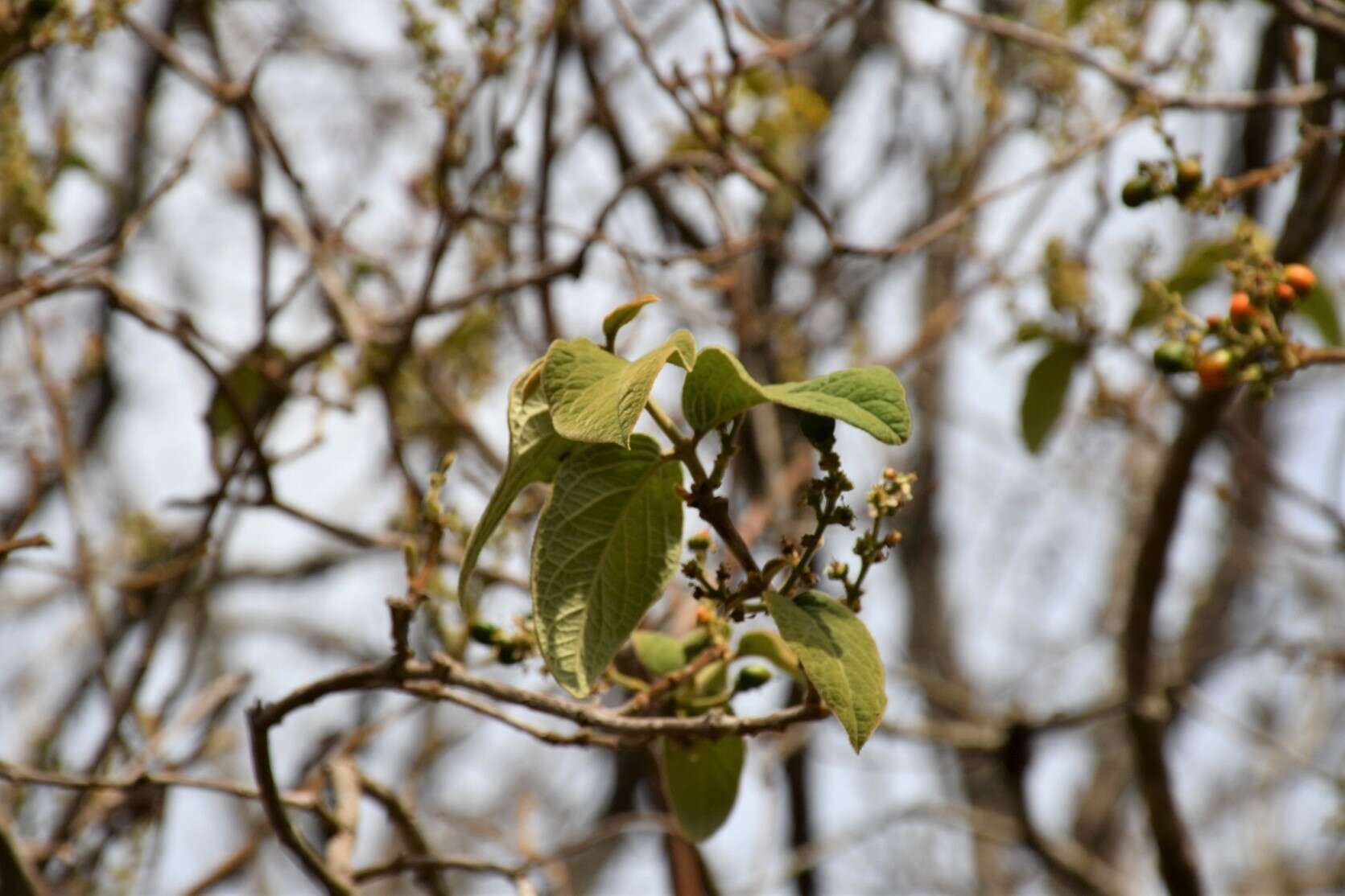 Image of Bunchosia montana A. Juss.