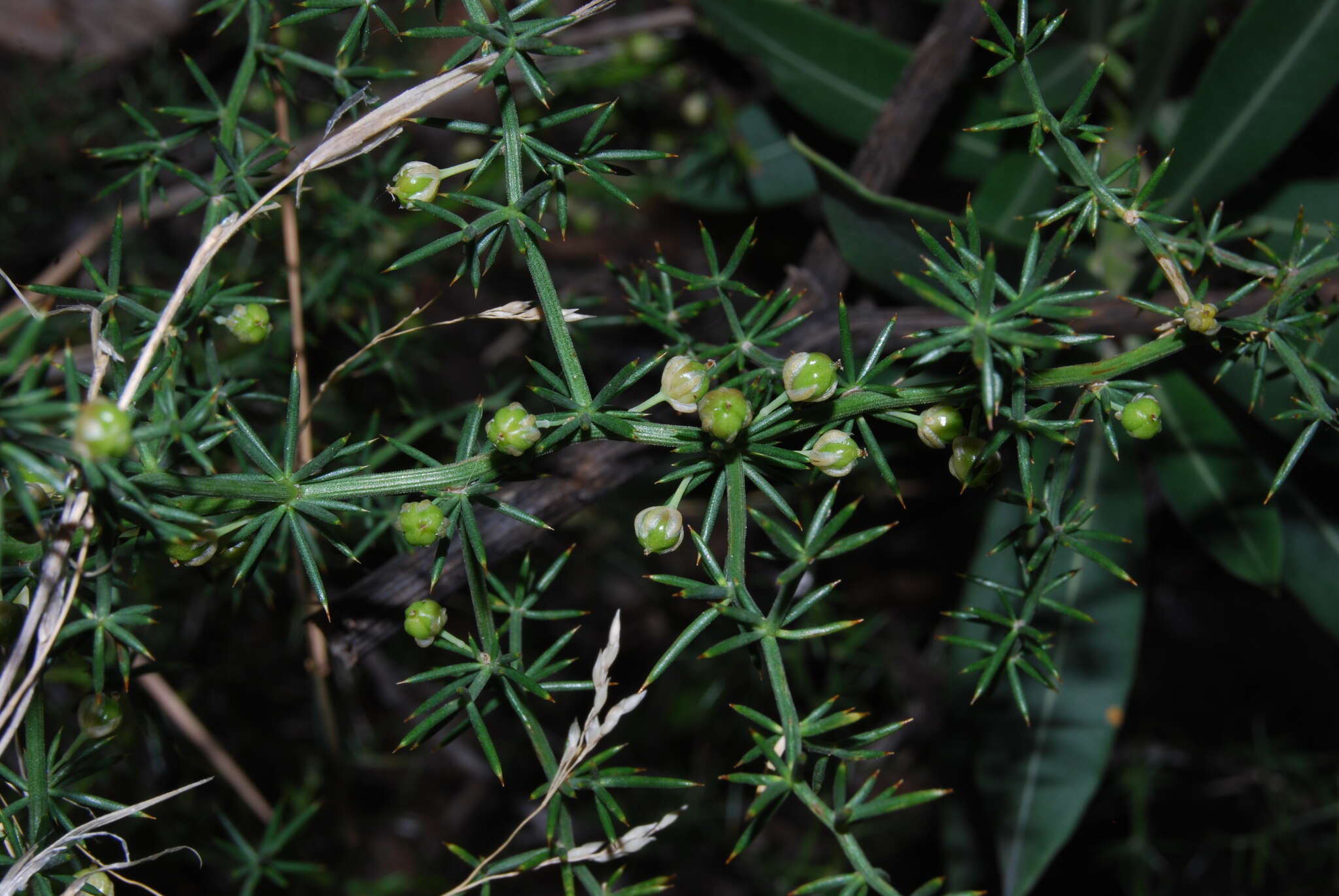 Image of Spiny Asparagus