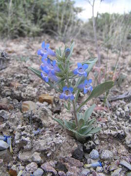 Image of Penstemon dolius var. dolius