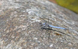 Image of <i>Orthetrum brunneum cycnos</i> Selys 1848