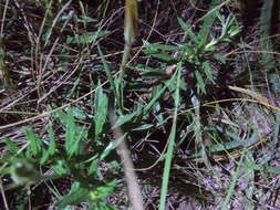 Image of Mandevilla petraea (A. St.-Hil.) Pichon