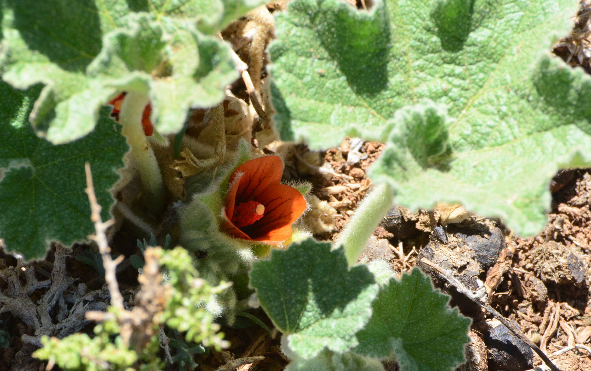 Image of Radyera urens (L. fil.) Bullock