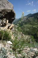 Image of Reseda globulosa Fisch. & C. A. Mey.