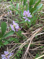 Image of Ozark milkvetch