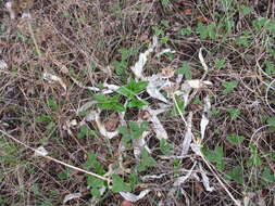 صورة Gentiana macrophylla Pall.