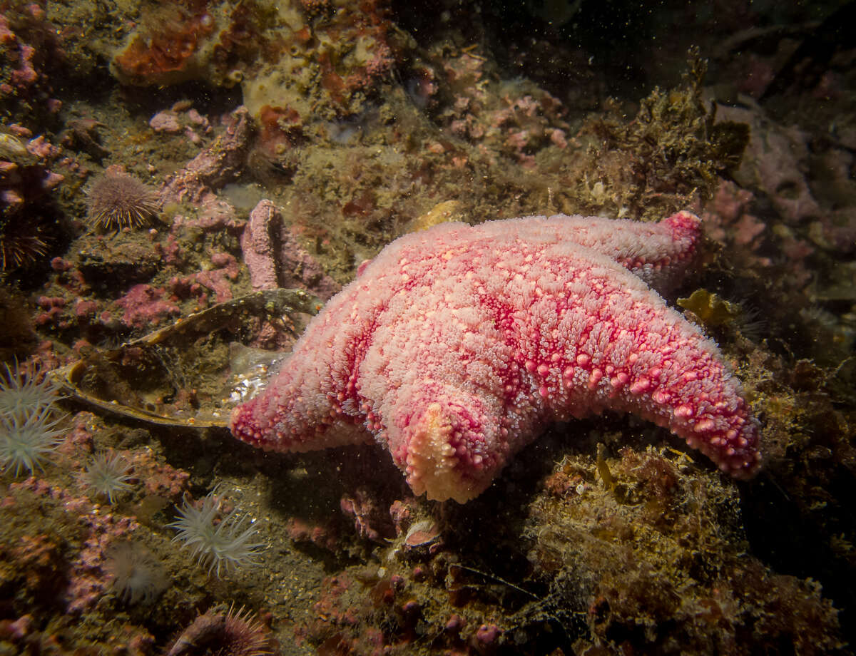 Imagem de Poraniopsis echinaster Perrier 1891