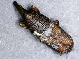 Image of rice weevil