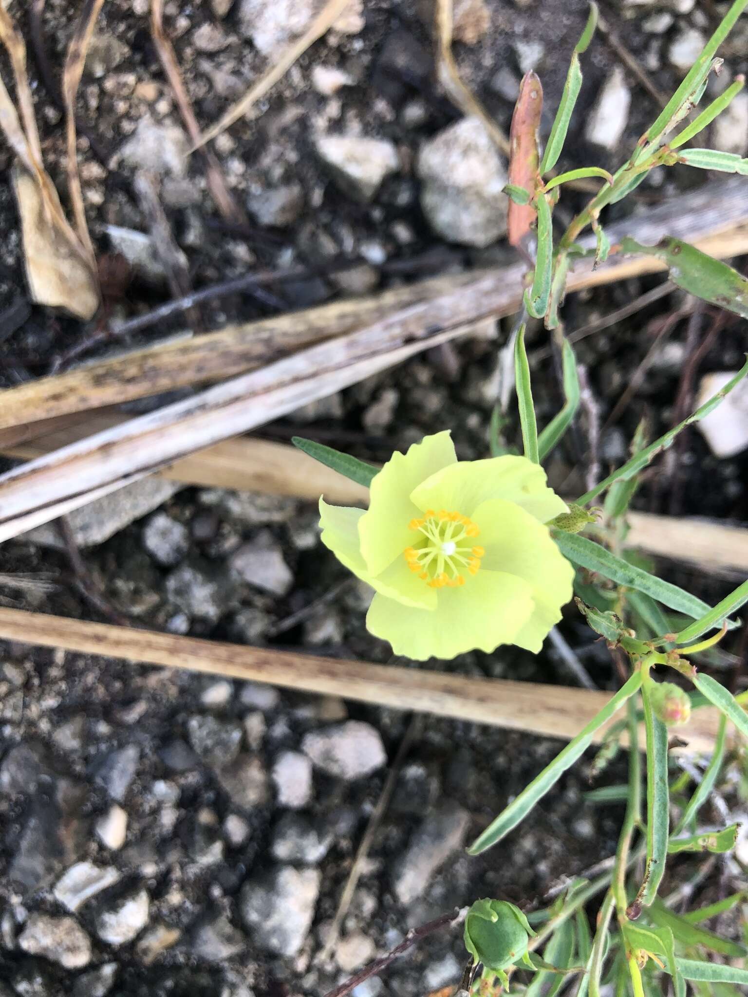 Image of Yellow Hibiscus