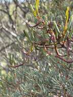 Image of Acacia pinguifolia J. M. Black