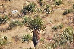 Sivun Yucca carnerosana (Trel.) McKelvey kuva