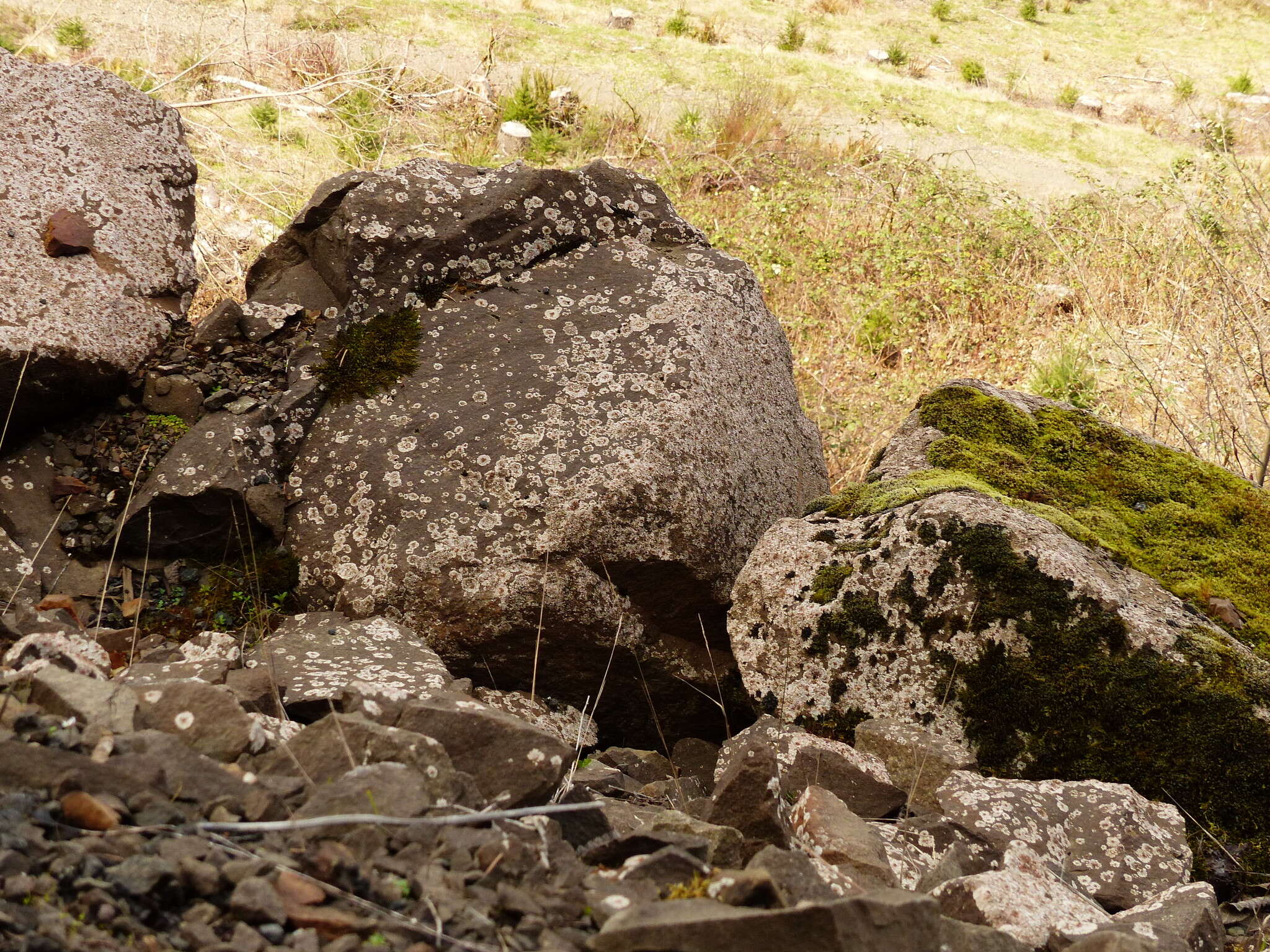 Image of bullseye lichen