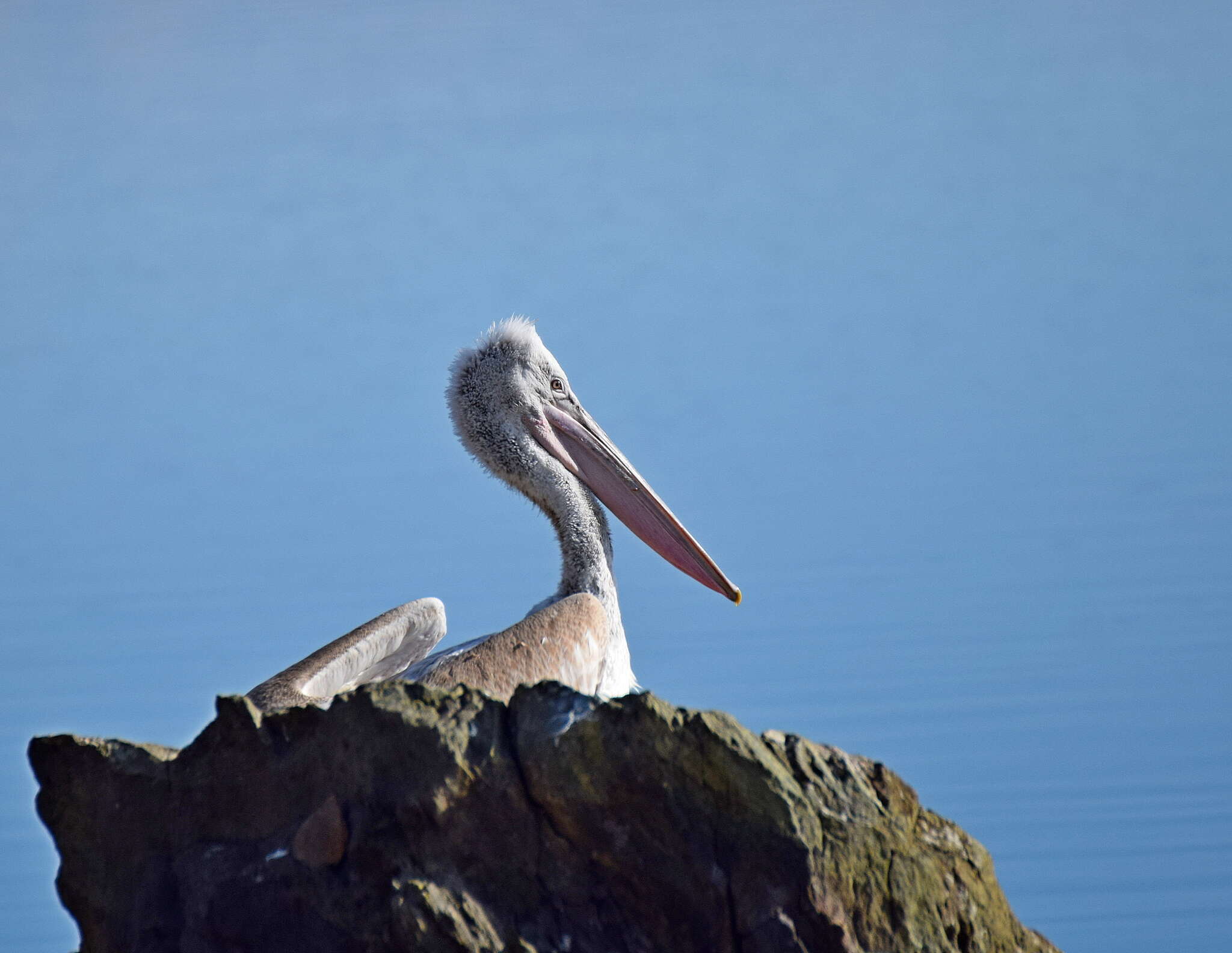 Image of Dalmatian Pelican