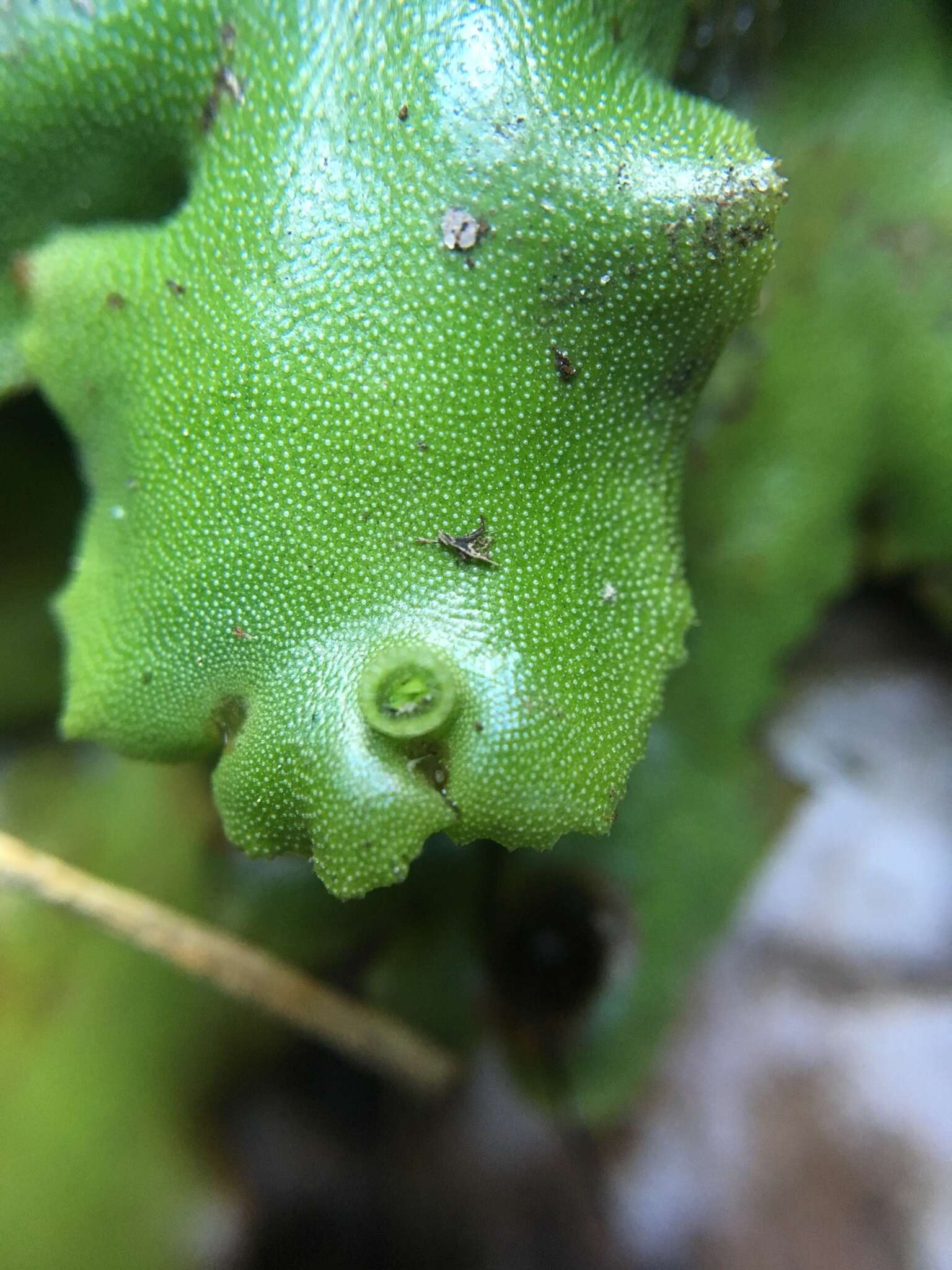 Marchantia berteroana Lehm. & Lindenb. resmi