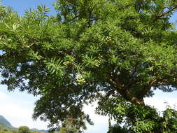 Image of Euphorbia tanquahuete Sessé & Moc.
