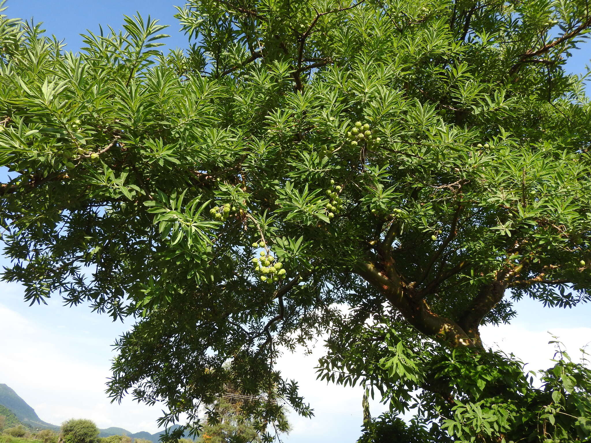 Sivun Euphorbia tanquahuete Sessé & Moc. kuva