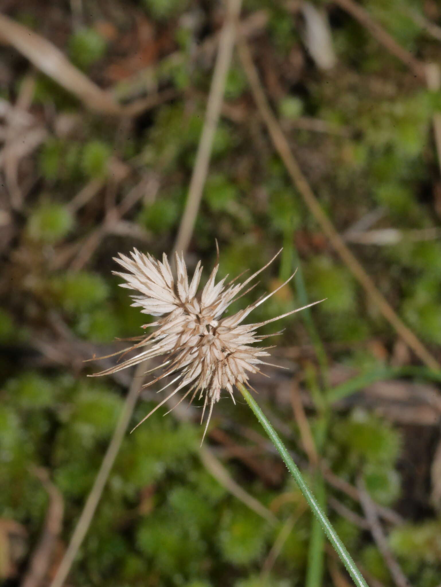 Image de Echinopogon ovatus (G. Forst.) P. Beauv.