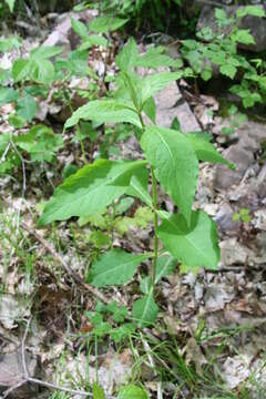 Triosteum aurantiacum E. P. Bickn. resmi