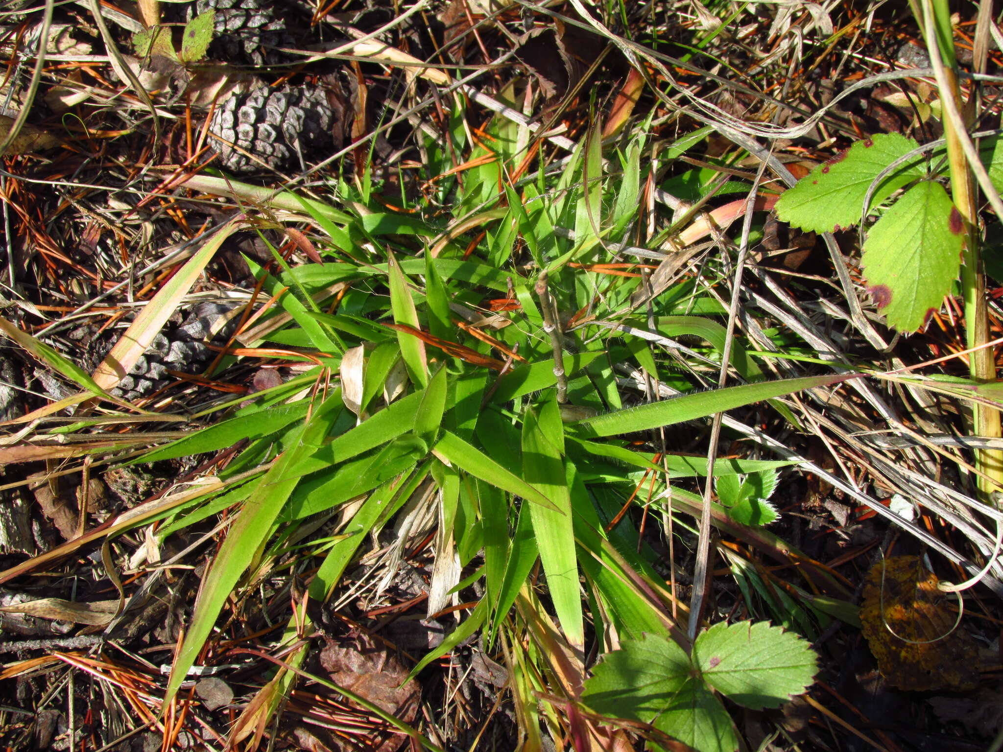 Imagem de Panicum laxiflorum Lam.