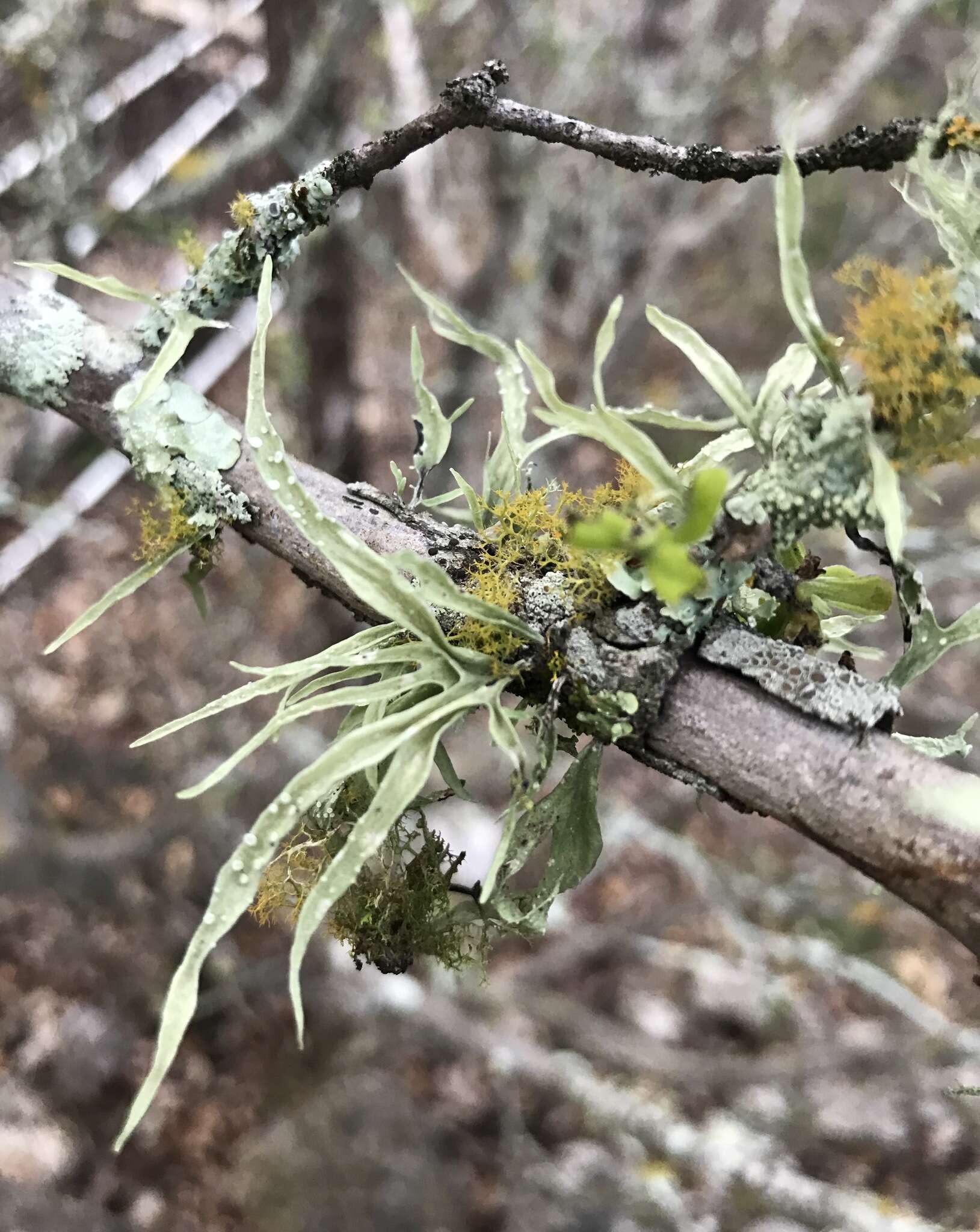 Image of cartilage lichen