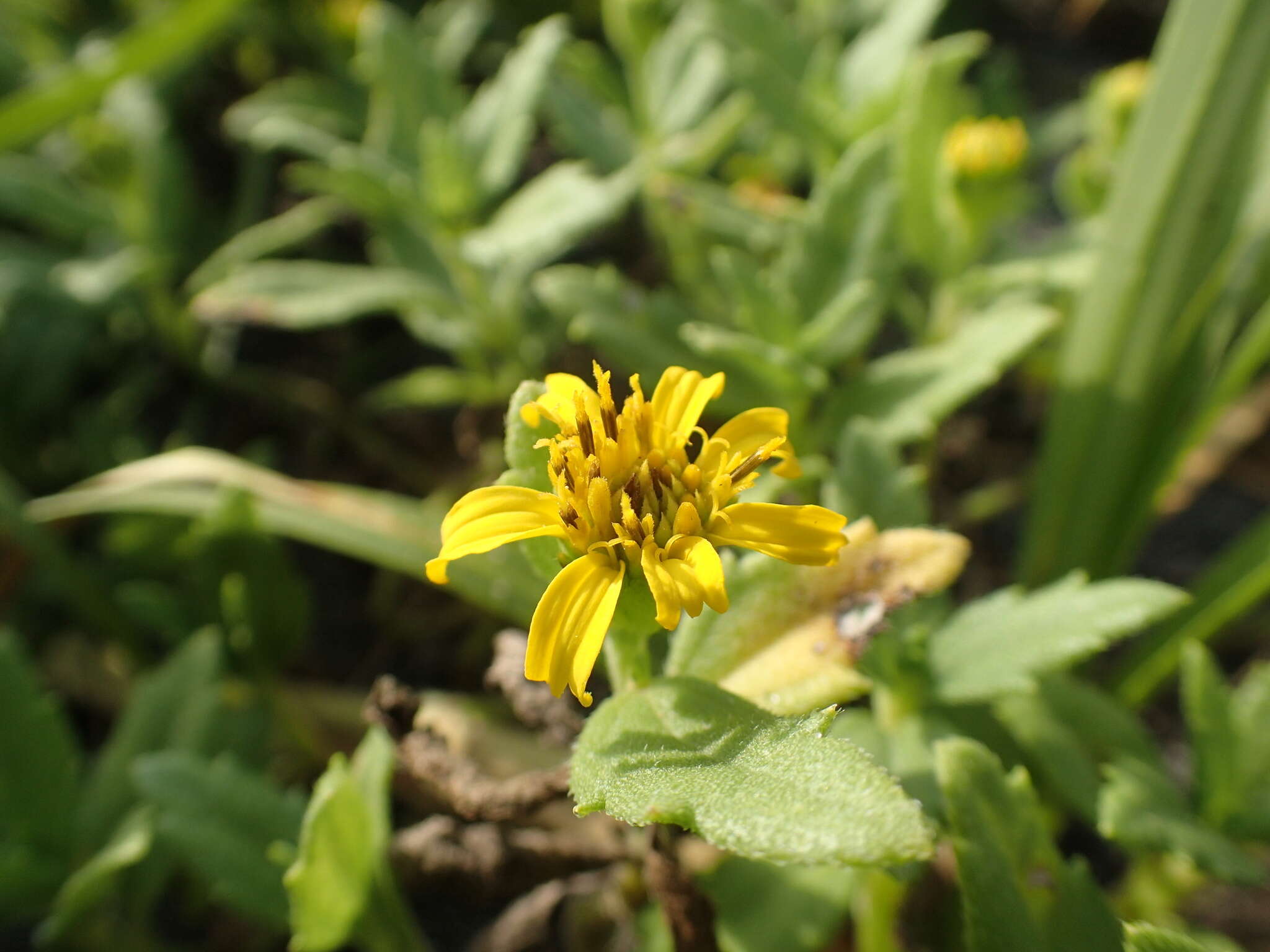 Image de Wollastonia dentata (H. Lév. & Vaniot) Orchard