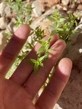 Image of limestone bedstraw