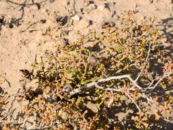 Image of Cortesia cuneifolia Cav.