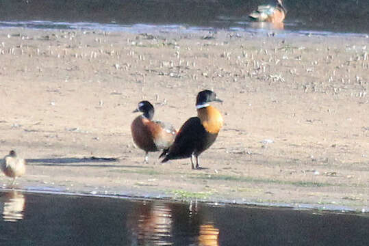 Image of Australian Shelduck