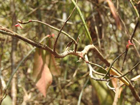 Image of Euphorbia calcarata (Schltdl.) V. W. Steinm.