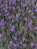 Image of Madiera cranesbill