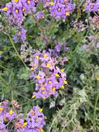 Image of Solanum pinnatum Cav.