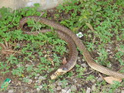 Image of Egyptian Cobra