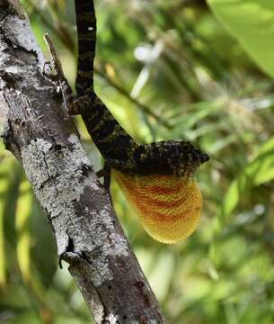 Imagem de Anolis rubribarbus Barbour & Ramsden 1919