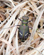 Image of Cicindela (Cicindela) purpurea purpurea A. G. Olivier 1790