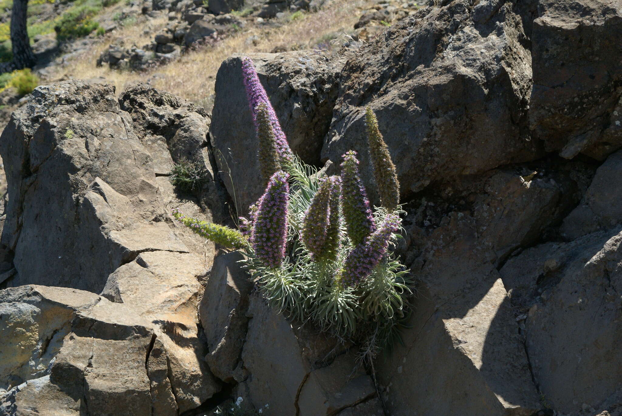 Image of <i>Echium perezii</i> Sprague