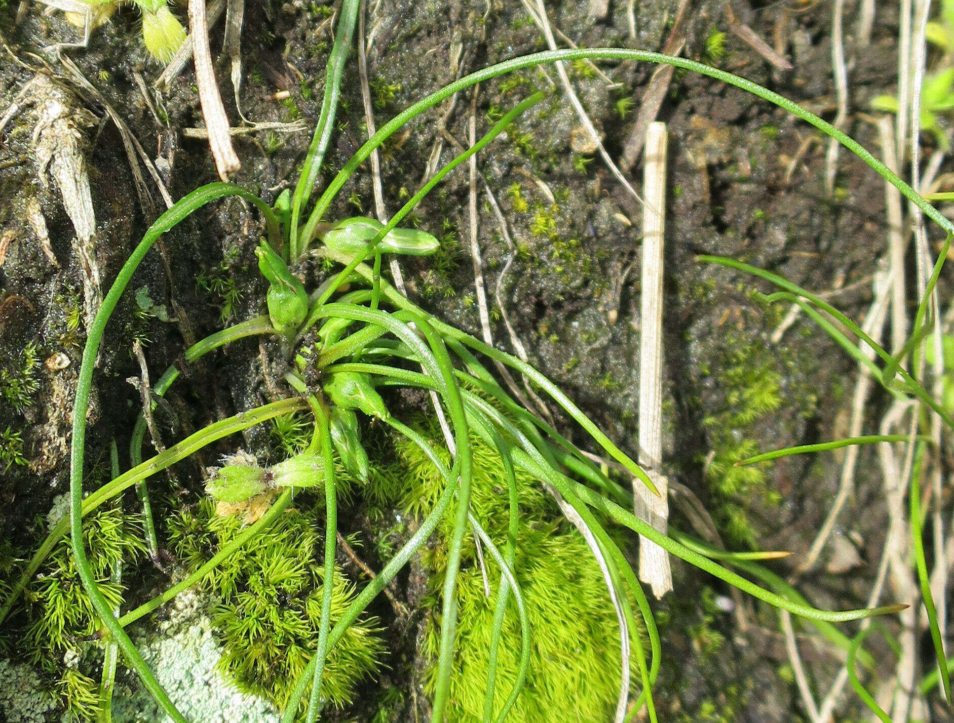 Image of Romulea minutiflora Klatt