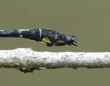 Image of Stenogomphurus Carle 1986