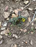 Lomatium hendersonii (Coult. & Rose) Coult. & Rose的圖片