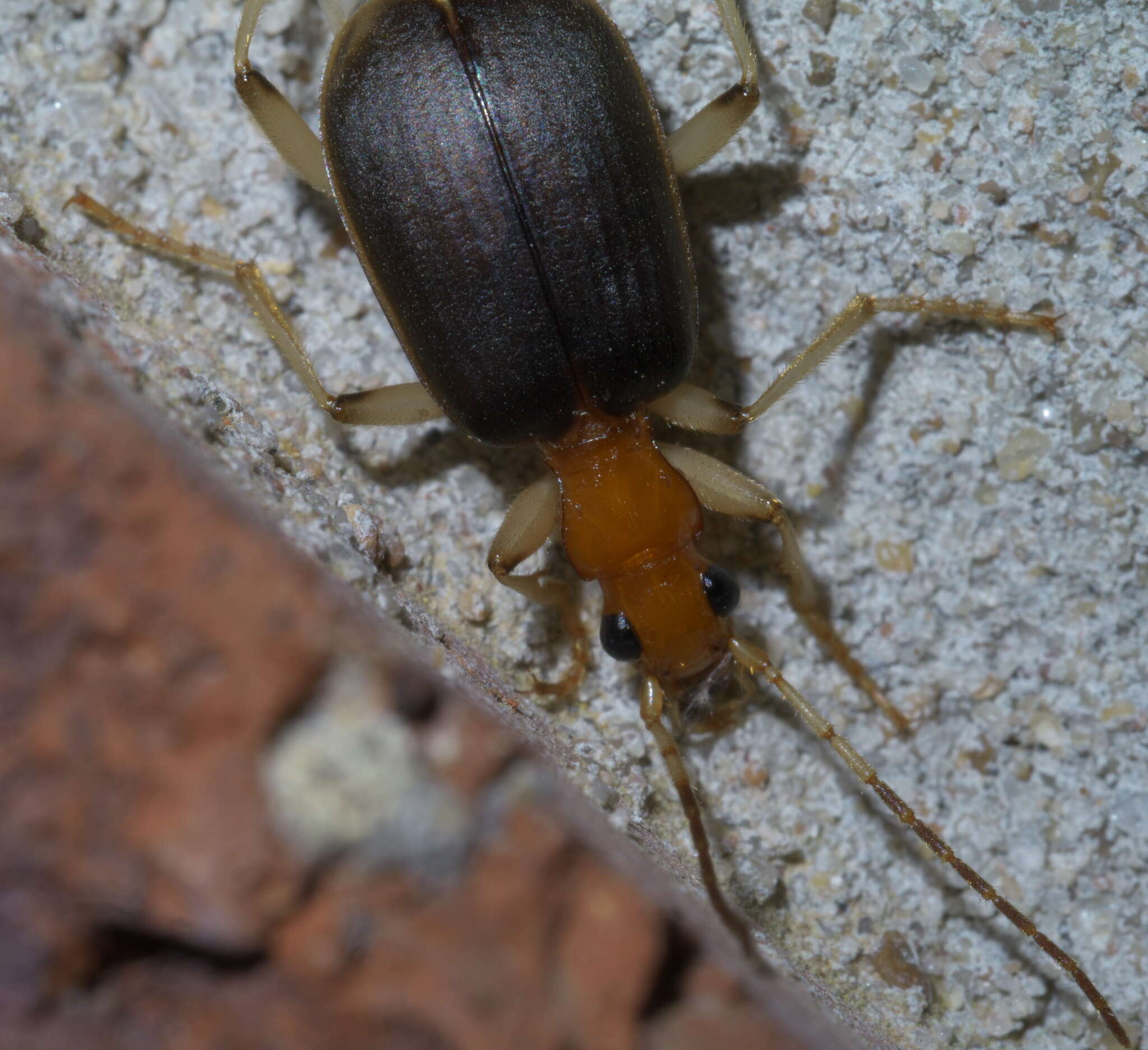 Imagem de Brachinus (Neobrachinus) adustipennis Erwin 1969