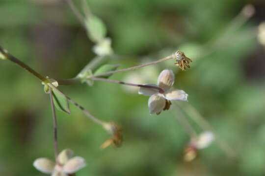 Слика од Thalictrum texanum (A. Gray) Small