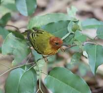 Image of Setophaga petechia aequatorialis (Sundevall 1869)