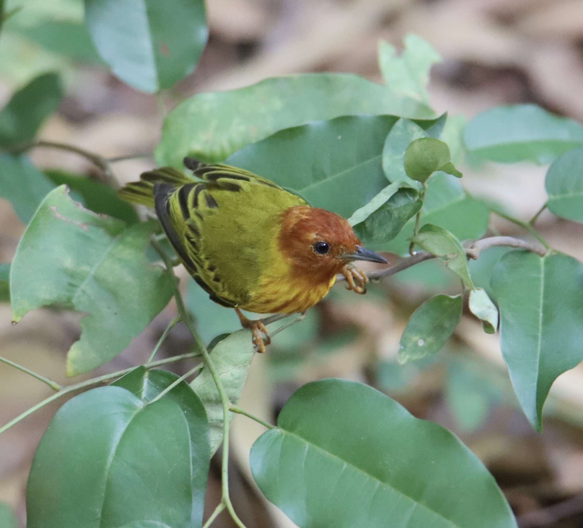 Image de Setophaga petechia aequatorialis (Sundevall 1869)