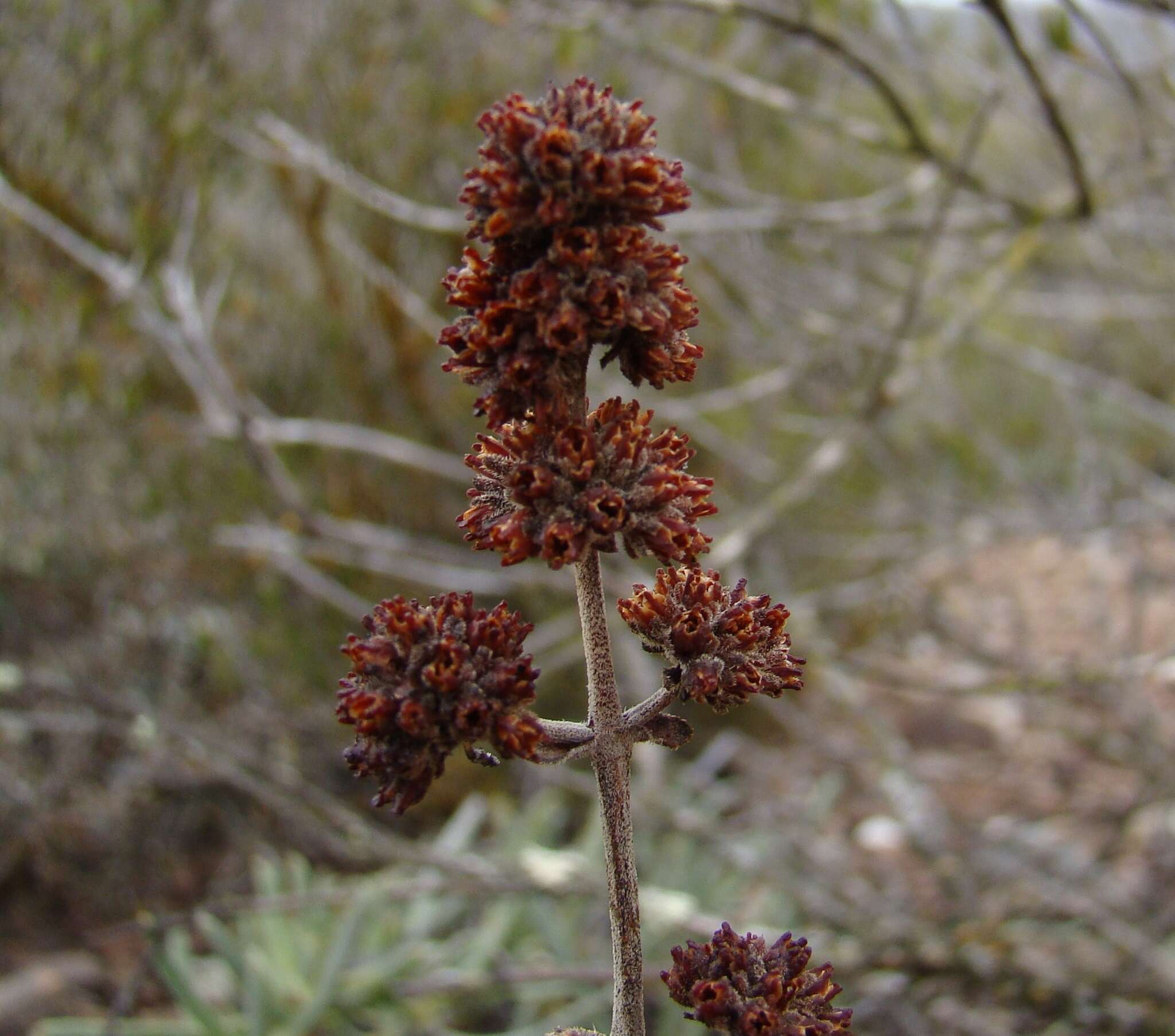 Image of Crassula cotyledonis Thunb.