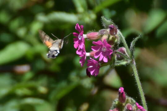 Image of humming-bird hawk moth