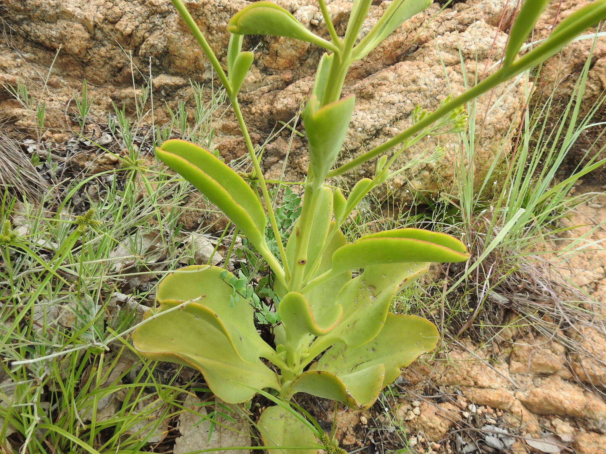 Image of Kalanchoe paniculata Harv.