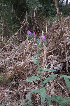 Image of Echium vulgare subsp. pustulatum (Sm.) E. Schmid & Gams