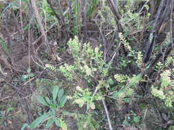 Lepidium apetalum Willd. resmi