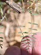 Image of Spring Mountain milkvetch