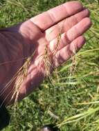 Image of tropical needlegrass